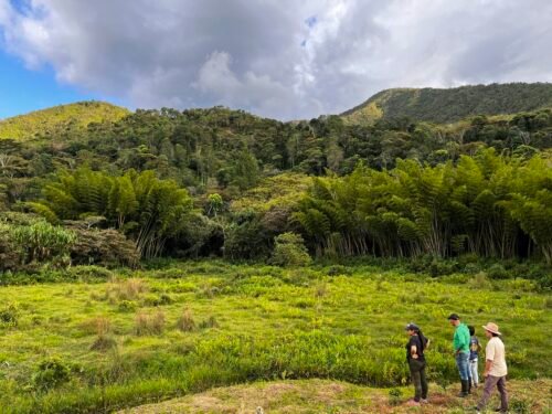 Escape Nativo – Café Premium Honey, Origen Santander, Especial Fermentado - 454g