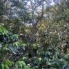 Visita la finca Escape Nativo (confirma disponibilidad, temporada 2025). 1 Visita. Suscriptores Gratis, agenda vía correo.