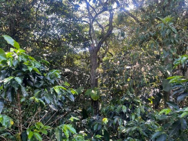 Visita la finca Escape Nativo (confirma disponibilidad, temporada 2025). 1 Visita. Suscriptores Gratis, agenda vía correo.