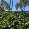 Visita la finca Escape Nativo (confirma disponibilidad, temporada 2025). 1 Visita. Suscriptores Gratis, agenda vía correo.