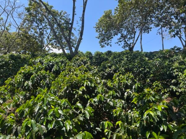 Visita la finca Escape Nativo (confirma disponibilidad, temporada 2025). 1 Visita. Suscriptores Gratis, agenda vía correo.