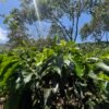 Visita la finca Escape Nativo (confirma disponibilidad, temporada 2025). 1 Visita. Suscriptores Gratis, agenda vía correo.