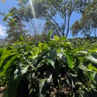 Escape Nativo – Café Premium Honey, Origen Santander, Especial Fermentado - 454g