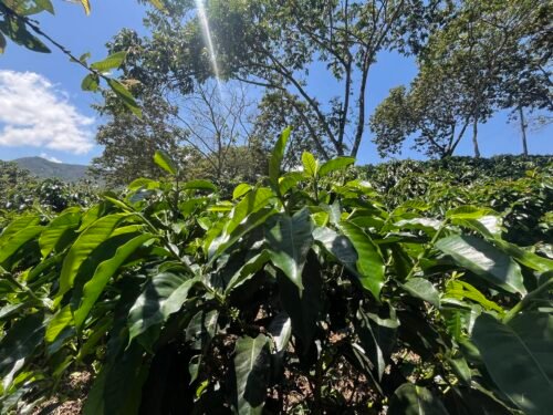 Escape Nativo – Café Premium Honey, Origen Santander, Especial Fermentado - 454g