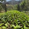 Visita la finca Escape Nativo (confirma disponibilidad, temporada 2025). 1 Visita. Suscriptores Gratis, agenda vía correo.