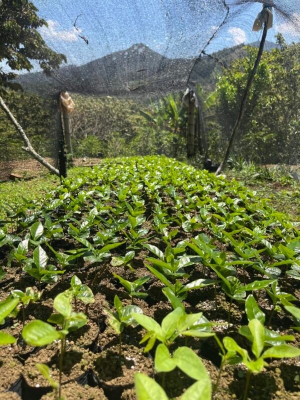 Visita la finca Escape Nativo (confirma disponibilidad, temporada 2025). 1 Visita. Suscriptores Gratis, agenda vía correo.