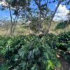 Visita la finca Escape Nativo (confirma disponibilidad, temporada 2025). 1 Visita. Suscriptores Gratis, agenda vía correo.