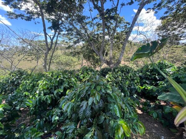 Visita la finca Escape Nativo (confirma disponibilidad, temporada 2025). 1 Visita. Suscriptores Gratis, agenda vía correo.