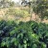 Visita la finca Escape Nativo (confirma disponibilidad, temporada 2025). 1 Visita. Suscriptores Gratis, agenda vía correo.