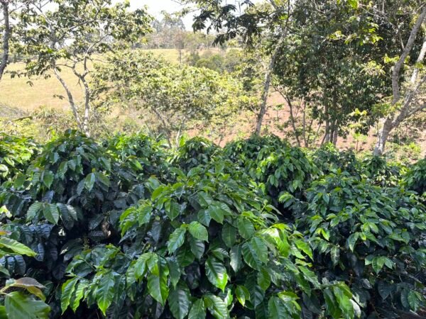 Visita la finca Escape Nativo (confirma disponibilidad, temporada 2025). 1 Visita. Suscriptores Gratis, agenda vía correo.