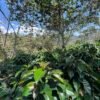Visita la finca Escape Nativo (confirma disponibilidad, temporada 2025). 1 Visita. Suscriptores Gratis, agenda vía correo.