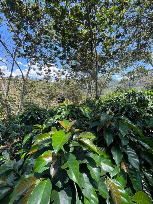 Visita la finca Escape Nativo (confirma disponibilidad, temporada 2025). 1 Visita. Suscriptores Gratis, agenda vía correo.