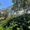Visita la finca Escape Nativo (confirma disponibilidad, temporada 2025). 1 Visita. Suscriptores Gratis, agenda vía correo.