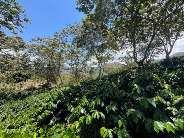 Visita la finca Escape Nativo (confirma disponibilidad, temporada 2025). 1 Visita. Suscriptores Gratis, agenda vía correo.