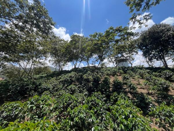 Visita la finca Escape Nativo (confirma disponibilidad, temporada 2025). 1 Visita. Suscriptores Gratis, agenda vía correo.