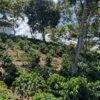 Visita la finca Escape Nativo (confirma disponibilidad, temporada 2025). 1 Visita. Suscriptores Gratis, agenda vía correo.