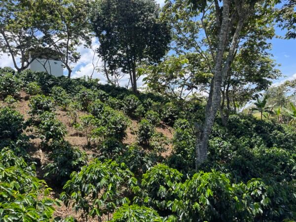 Visita la finca Escape Nativo (confirma disponibilidad, temporada 2025). 1 Visita. Suscriptores Gratis, agenda vía correo.