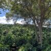 Visita la finca Escape Nativo (confirma disponibilidad, temporada 2025). 1 Visita. Suscriptores Gratis, agenda vía correo.