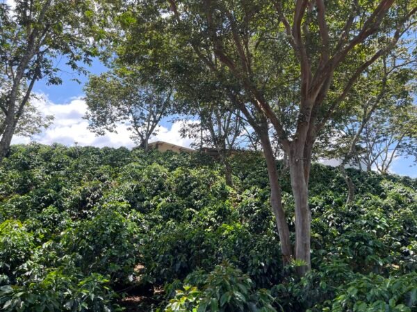 Visita la finca Escape Nativo (confirma disponibilidad, temporada 2025). 1 Visita. Suscriptores Gratis, agenda vía correo.