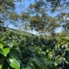 Café Premium Honey Escape Nativo de Santander Colombia, Especial Fermentado. 1 Libra