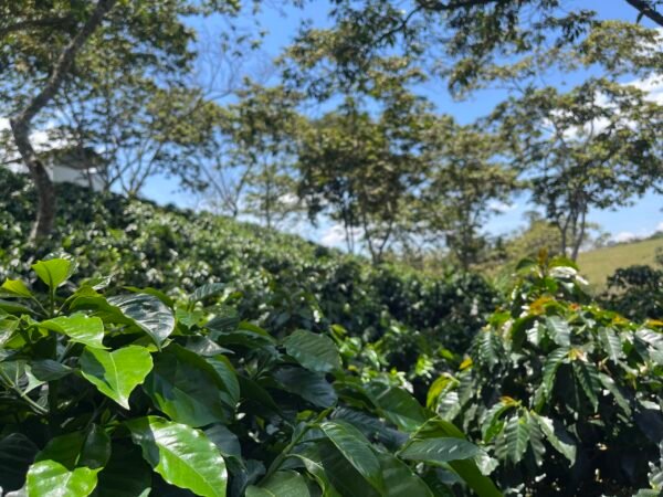 Café Premium Honey Escape Nativo de Santander Colombia, Especial Fermentado. 1 Libra