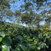Visita la finca Escape Nativo (confirma disponibilidad, temporada 2025). 1 Visita. Suscriptores Gratis, agenda vía correo.