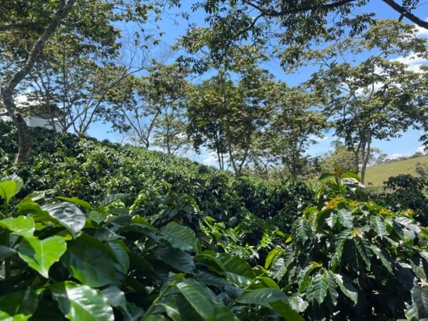 Visita la finca Escape Nativo (confirma disponibilidad, temporada 2025). 1 Visita. Suscriptores Gratis, agenda vía correo.