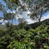 Visita la finca Escape Nativo (confirma disponibilidad, temporada 2025). 1 Visita. Suscriptores Gratis, agenda vía correo.