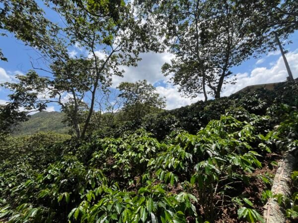 Visita la finca Escape Nativo (confirma disponibilidad, temporada 2025). 1 Visita. Suscriptores Gratis, agenda vía correo.