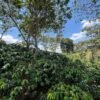 Visita la finca Escape Nativo (confirma disponibilidad, temporada 2025). 1 Visita. Suscriptores Gratis, agenda vía correo.