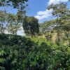 Visita la finca Escape Nativo (confirma disponibilidad, temporada 2025). 1 Visita. Suscriptores Gratis, agenda vía correo.