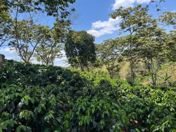 Visita la finca Escape Nativo (confirma disponibilidad, temporada 2025). 1 Visita. Suscriptores Gratis, agenda vía correo.