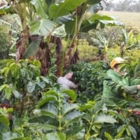 Escape Nativo – Café Premium Honey, Origen Santander, Especial Fermentado - 454g