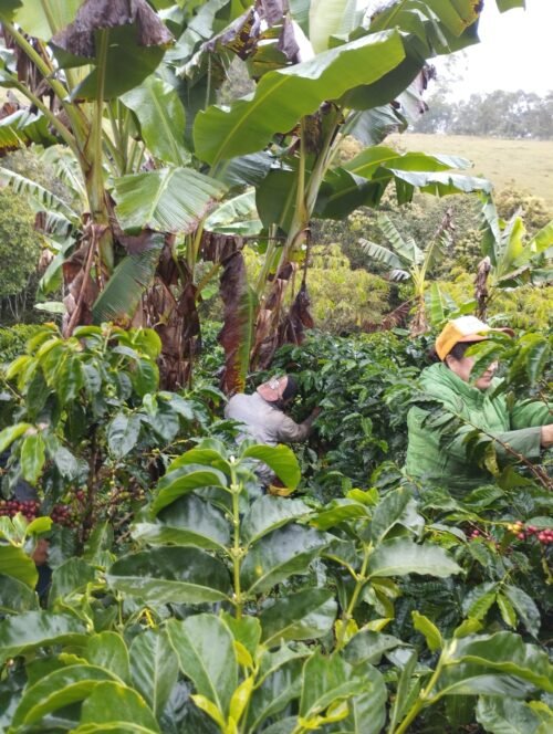 Escape Nativo – Café Premium Honey, Origen Santander, Especial Fermentado - 454g