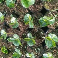 Escape Nativo – Café Premium Seleccionado, Origen Santander, Colombia – 454g