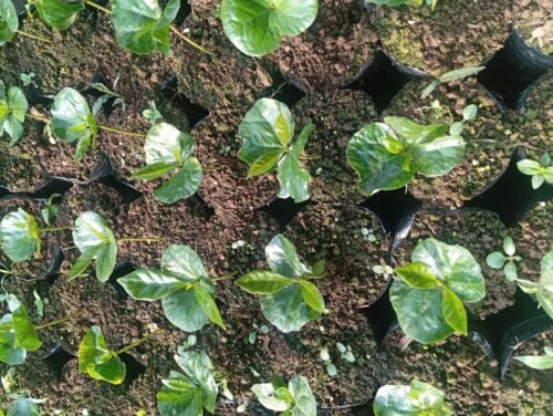 Escape Nativo – Café Premium Seleccionado, Origen Santander, Colombia – 454g